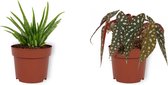 Set van 2 Kamerplanten - Aloë Vera & Begonia Maculata - ±  30cm hoog - 12cm diameter