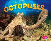 Sea Life - Octopuses