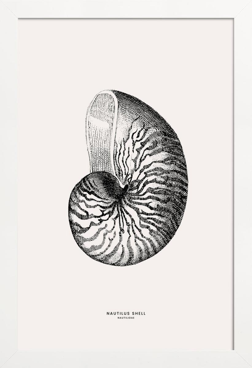 Juniqe Poster Met Houten Lijst Nautilusschelp 13x18 Grijs And Ivoor