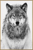 JUNIQE - Poster met kunststof lijst Winterwolf -60x90 /Grijs