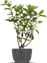 Hortensia | Hydrangea paniculata Little lime | Potmaat : 2 liter 30-60 cm