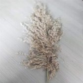 Gedroogd EXTRA FLUFFY Pampa Gras Decoratie voor binnenhuis -  - 20pcs grey color