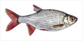 ESTAhome muursticker vis grijs en rood - 159039 - 0.97 x 0.485 m