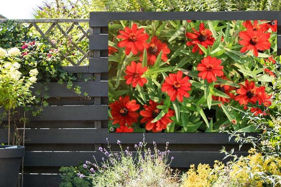 Affiche de jardin Fleurs de zinnia rouge pendant un après-midi ensoleillé 120x80 cm - Toile de jardin / Toile d'extérieur / Peintures pour l'extérieur (décoration de jardin)