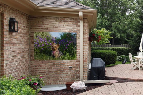 Yorkshire parmi les fleurs affiche de jardin toile en vrac 120x80 cm - Toile de jardin / Toile d'extérieur / Peintures pour l'extérieur (décoration de jardin)