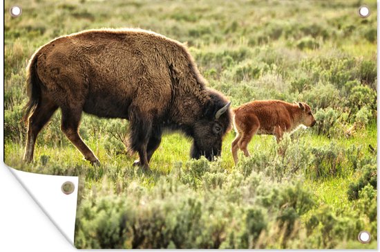 Tuindecoratie Bizon met baby in Wyoming - 60x40 cm - Tuinposter - Tuindoek - Buitenposter