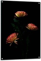 Tuinposter – Roze Bloeiende Bloemen - 80x120cm Foto op Tuinposter  (wanddecoratie voor buiten en binnen)
