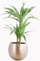 Kamerplant van Botanicly – Drakenboom in Rose gold metaal pot als set – Hoogte: 70 cm – Dracaena derem. Warneckei