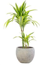 Kamerplant van Botanicly – Drakenboom in bruin plastic pot als set – Hoogte: 70 cm – Dracaena derem. Lemon Lime