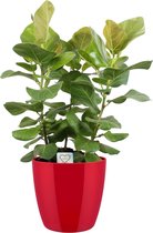Kamerplant van Botanicly – Banyan in rood pot als set – Hoogte: 100 cm – Ficus benghalensis