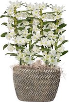 Orchidee van Botanicly – Bamboe Orchidee – Hoogte: 50 cm, 1 tak – Dendrobium Nobile Apollon