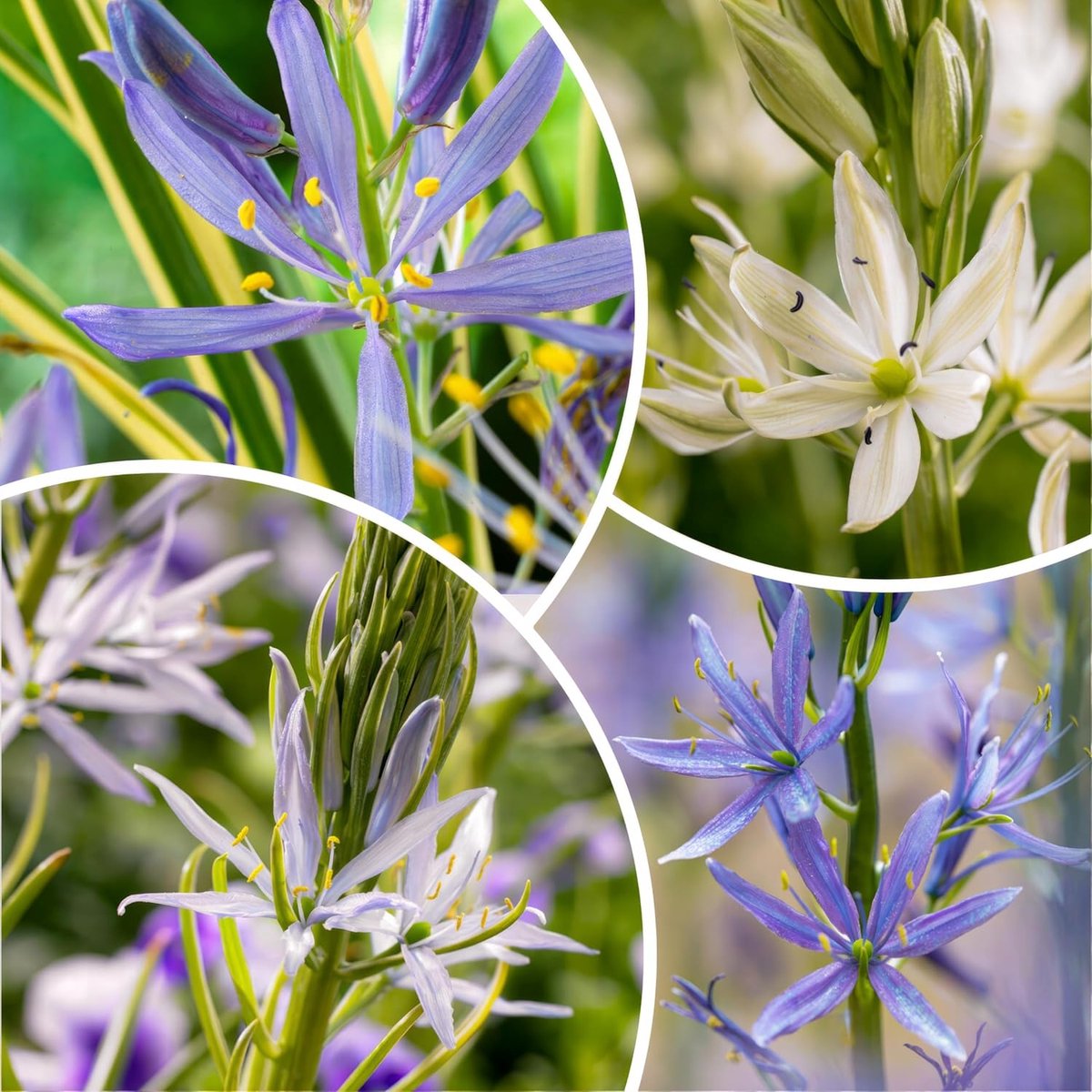 Prairielelie - Camassia - Bloembollen Winterhard - 50 stuks - Meerkleurig - Bloem bollen - Meerjarig Mix