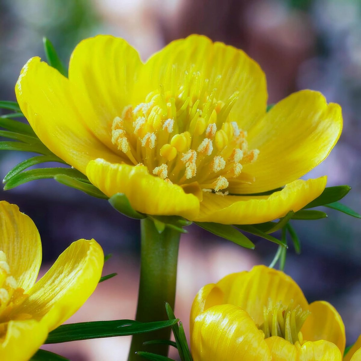 Winterakoniet Bloembollen - Eranthis cilicica - 50 stuks - Geel - Bloem bollen - Meerjarig Mix
