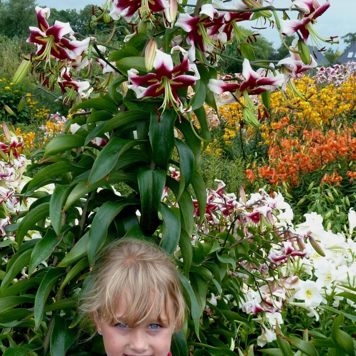 Lelie Bloembollen Winterhard - Lilium Beverly Dreams - 3 stuks - Roze - Bloem bollen Mix Meerjarig - Leliebollen