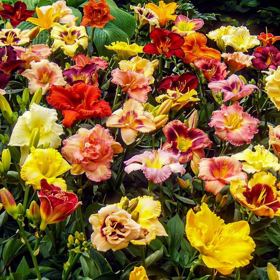 Een veld vol veelkleurige daglelies, waaronder rood, geel, roze, oranje en paars.