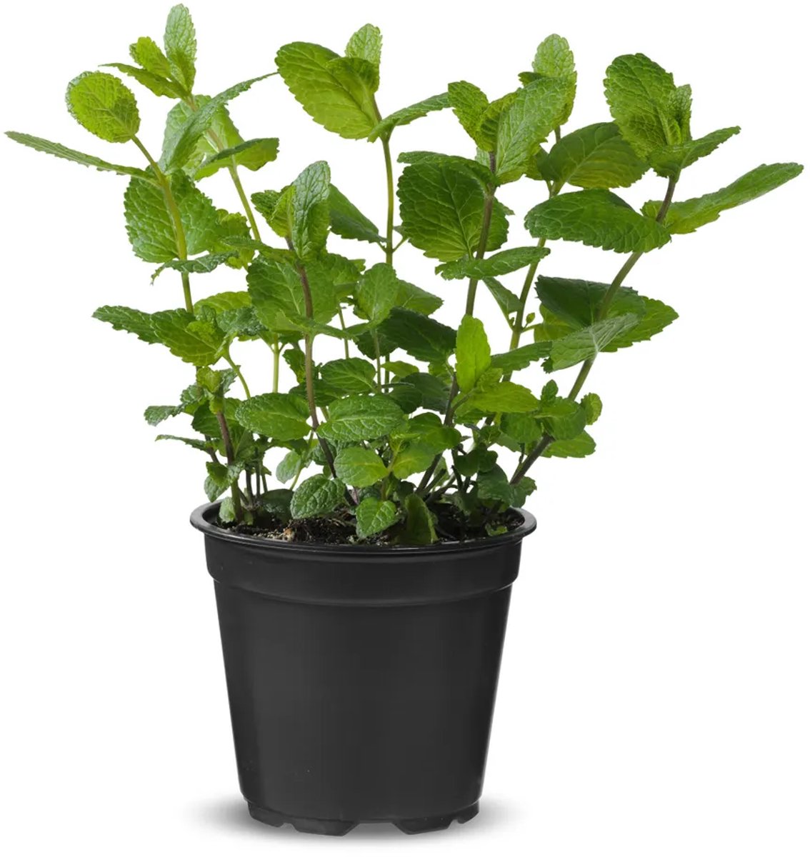 JUNAVERA Munt (Mentha spicata) – Verfrissende aromatische kruidenplant – 14,5 cm pot – ca. 25 cm hoog