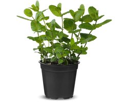 JUNAVERA Munt (Mentha spicata) – Verfrissende aromatische kruidenplant – 14,5 cm pot – ca. 25 cm hoog
