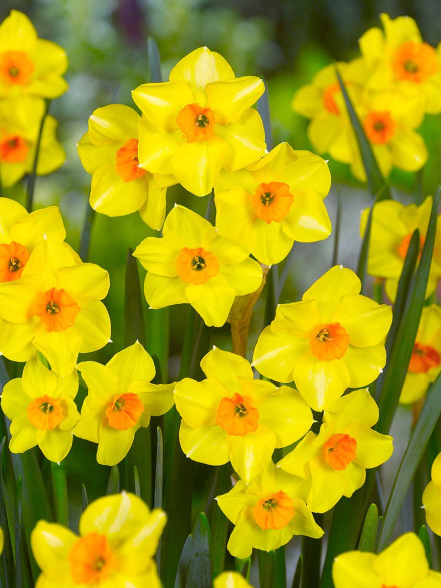 25x Narcissen 'Martinette' - BULBi® Bloembollen met bloeigarantie