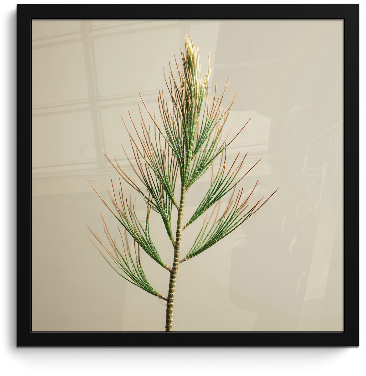 FrameYourWall Poster in lijst - Fotolijst 40x40 cm - Posters - Dennentak - Naaldvormige bladeren - Lichtgroen - Posterlijst zwart - Decoratie - Wanddecoratie woonkamer - Muurdecoratie slaapkamer