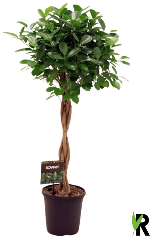 Ficus Microcarpa Moclame tronc tressé 110 cm – Plante d’intérieur – Frais du producteur – Taille du pot Ø23 cm