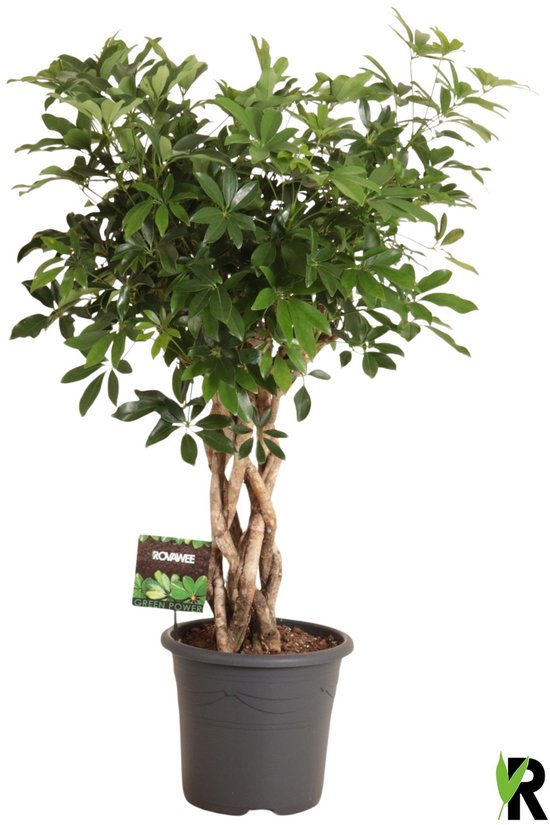 Schefflera Arboricola Compacta gevlochten cilinder 120 cm – Kamerplant – Vers Van De Kweker – Potmaat Ø32 cm