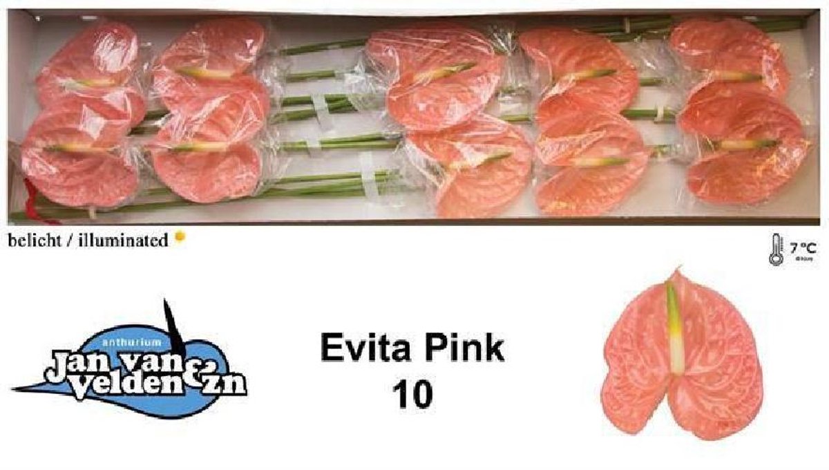10x Anth.evita pink 10cm