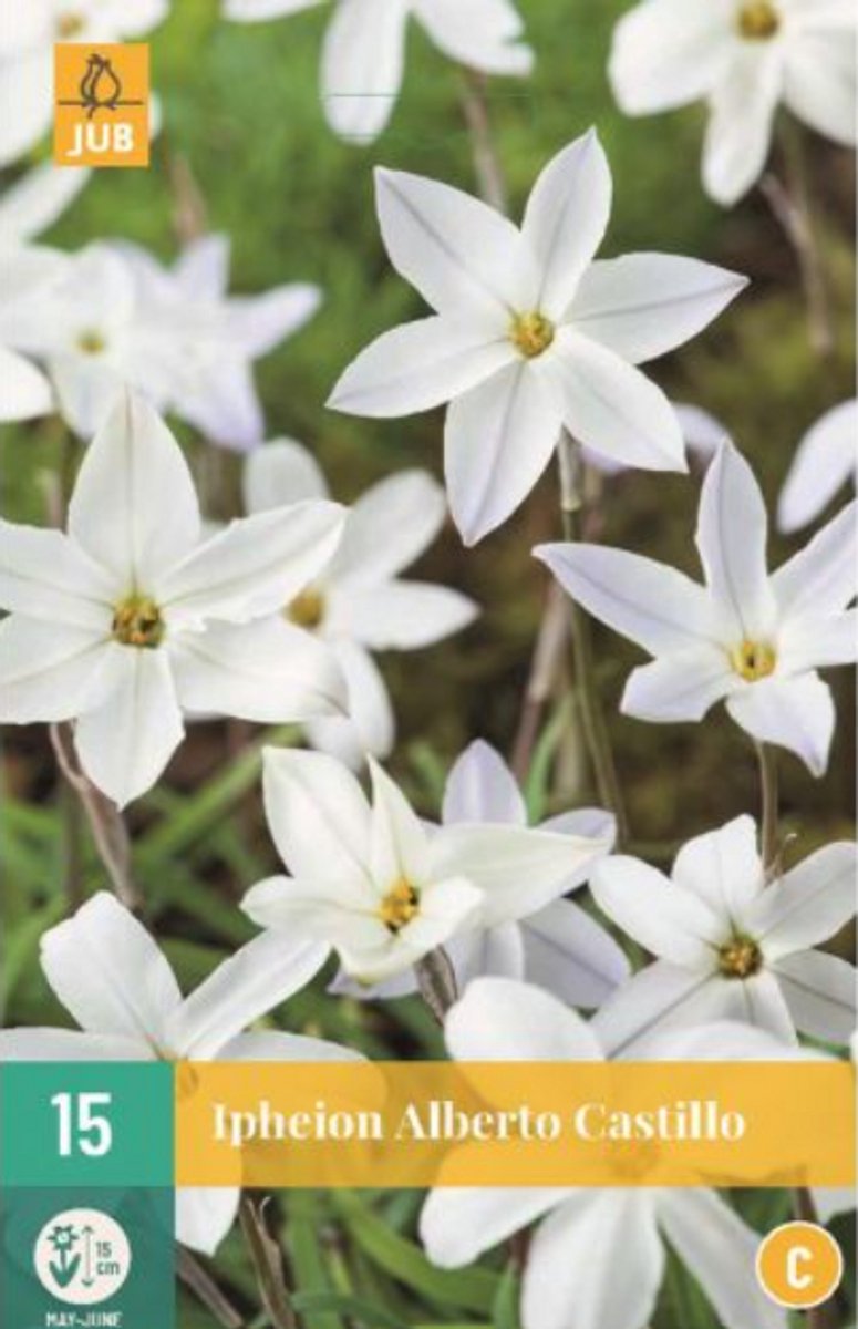 Jub - Ipheion un. Alberto Castillo