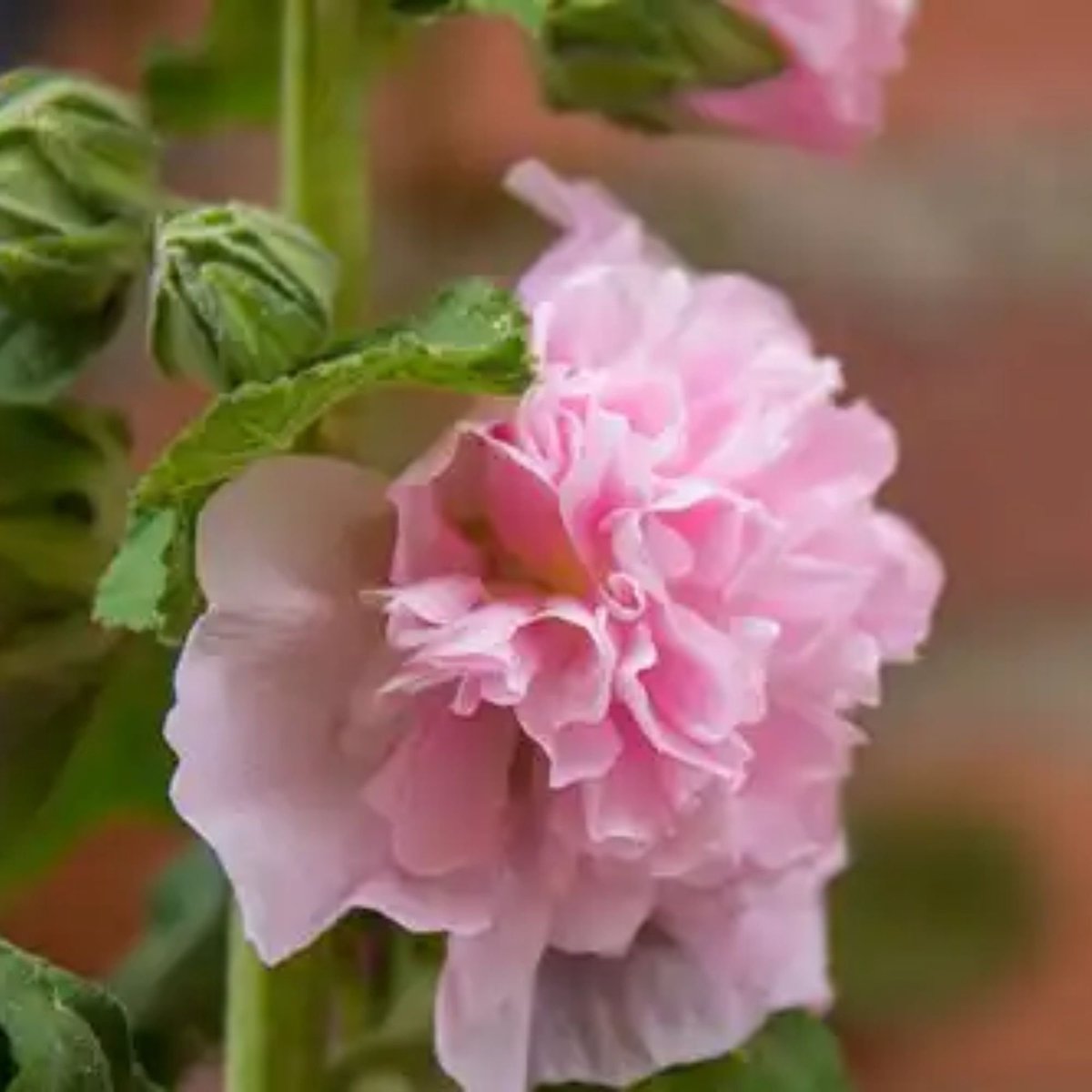 Stokroos (Alcea Rosea) - Roze - Vaste planten - Bijen-Vlinders - Snijbloemen - Zomerbollen - Voorjaarsbollen