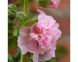Stokroos (Alcea Rosea) - Roze - Vaste planten - Bijen-Vlinders - Snijbloemen - Zomerbollen - Voorjaarsbollen
