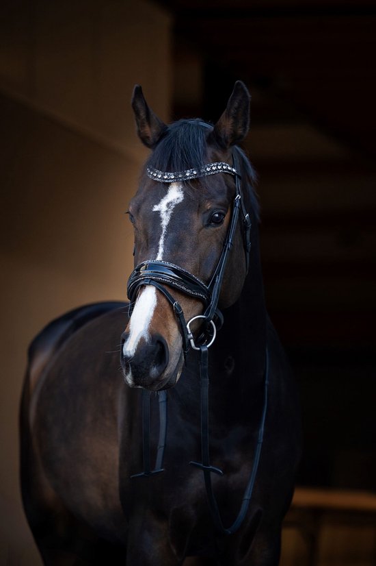 HB Hoofdstel It is So Special Zwart/Zilver - Cob | Rood | Hoofdstel paard HB Hoofdstel It is So Special Zwart/Zilver - Cob | Rood | Hoofdstel paard