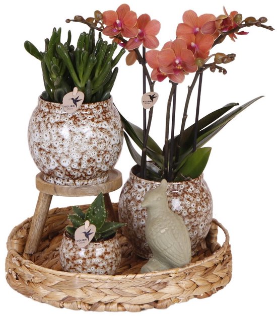 Compagnie des colibris | Coffret Nature Sauvage | Ensemble de plantes avec orchidées Phalaenopsis rouges et plantes succulentes, avec pots décoratifs en céramique.