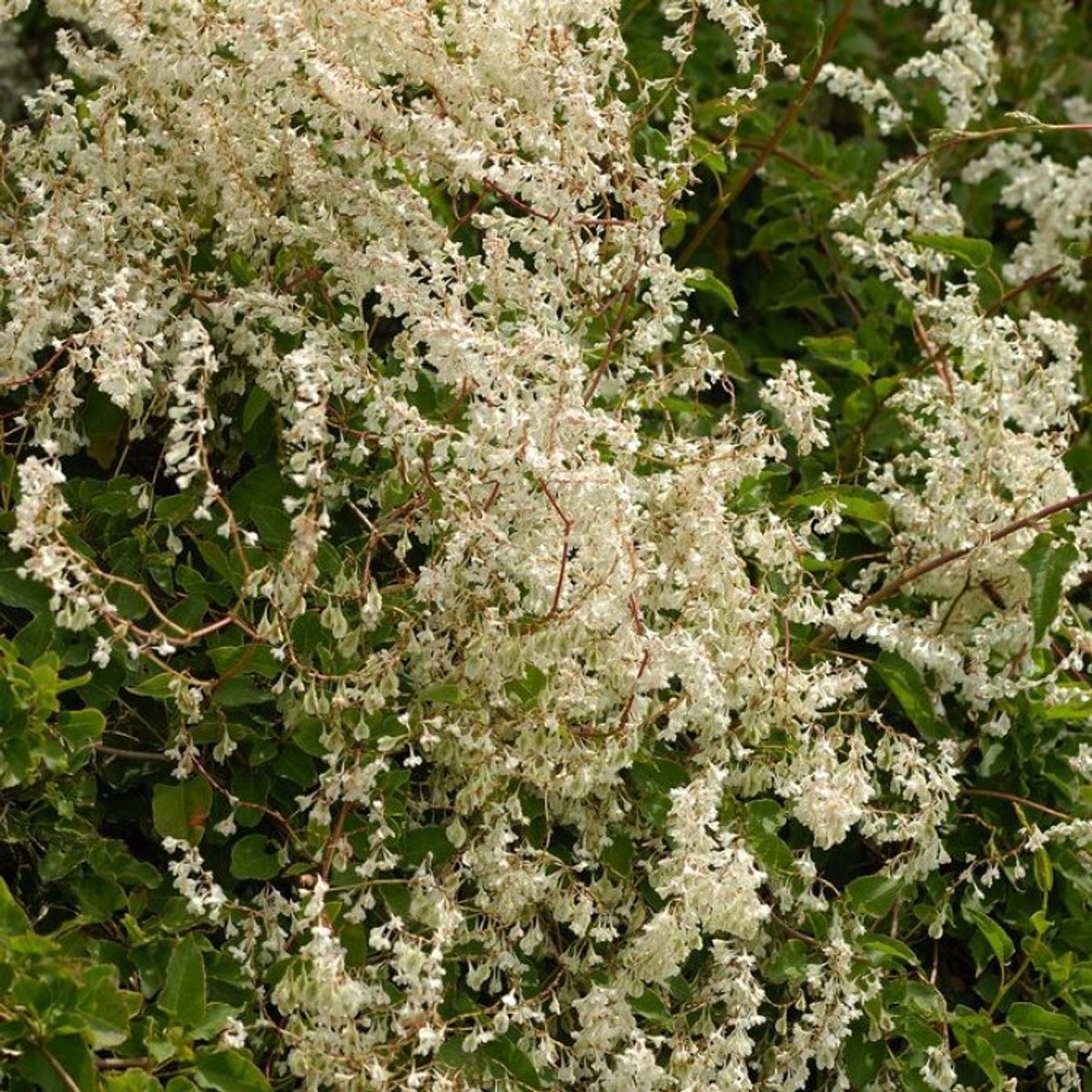 Plants Online BV - Planten - Tuinplanten - Siergrassen - Set van 1 - Chinese Bruidssluier