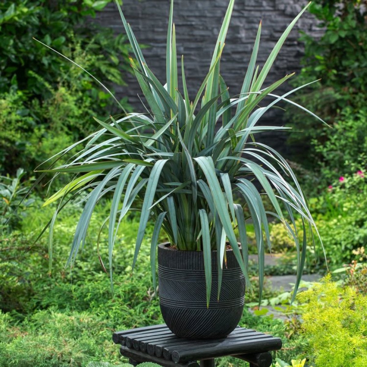 Plants Online BV - Planten - Tuinplanten - Vaste planten - Set van 1 - Dianella 'Blue Stream'