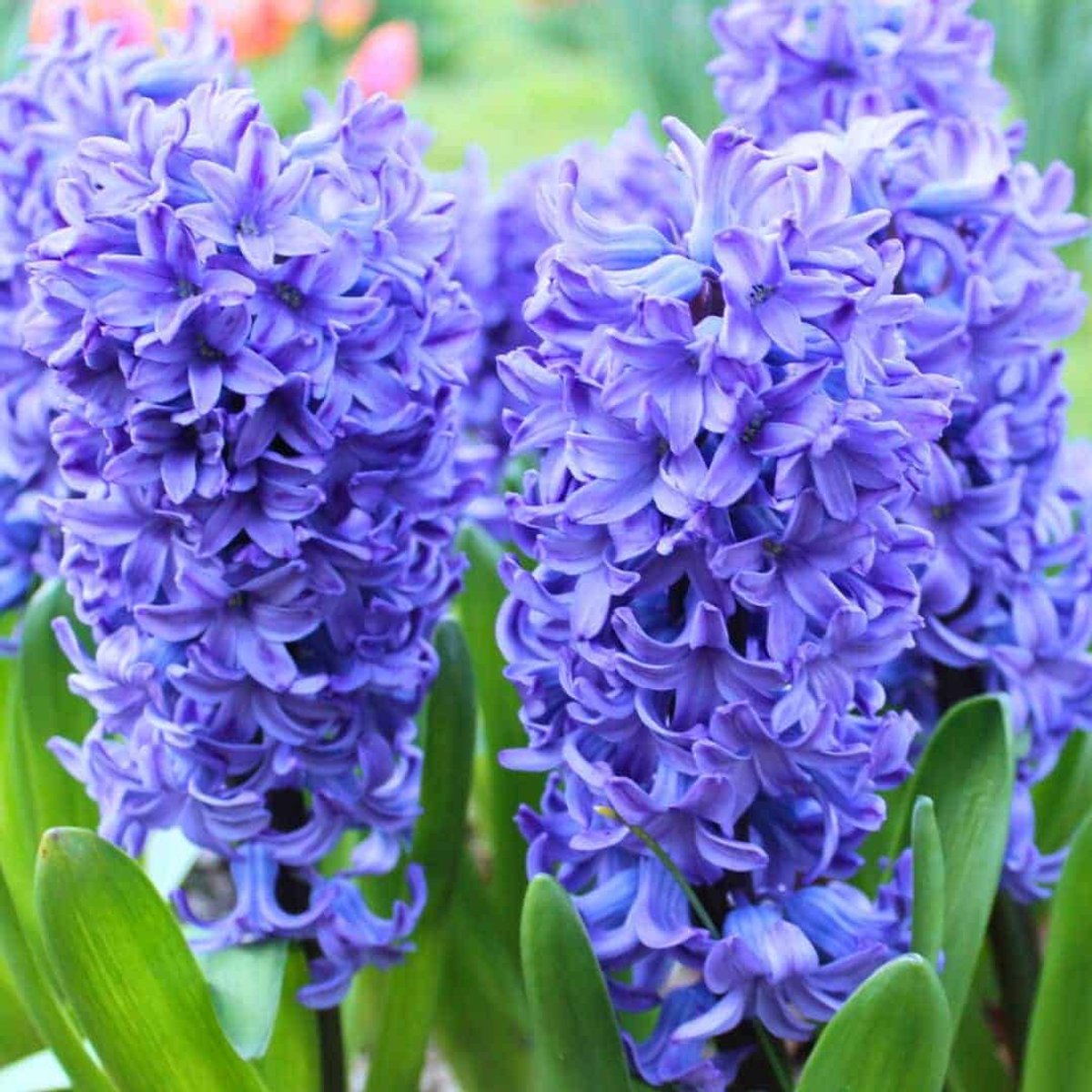 Hyacintenbollen Delft Blue - 20 bloembollen - bolmaat 14/15 - blauw, geurend, voorjaarsbloeier, winterhard - direct van de kweker - Flowerbulbs Amsterdam