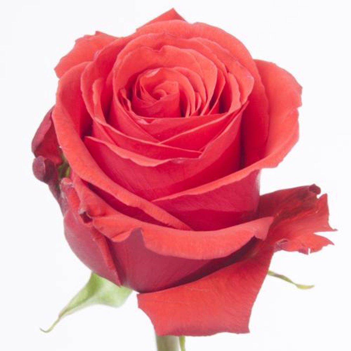 25x Rosa nina 70cm