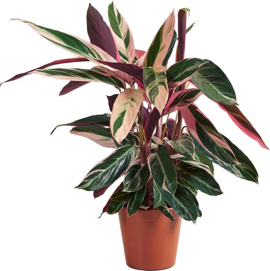 Bloomique - Calathea Triostar - Pauwenplant - Kamerplanten - Luchtzuiverend - Diervriendelijk - Hoogte 40-60 cm - Pot 19 cm