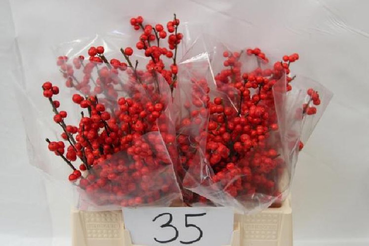 40x Ilex verticillata 30cm
