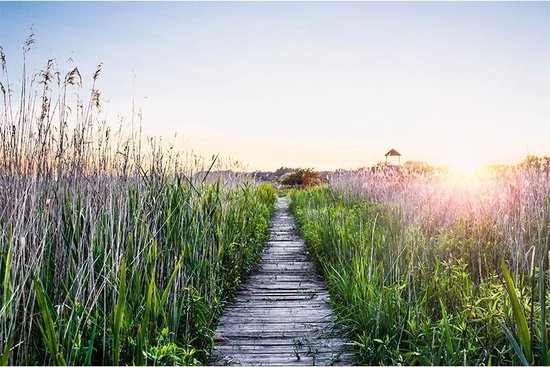 Schilderij Riet en Steiger