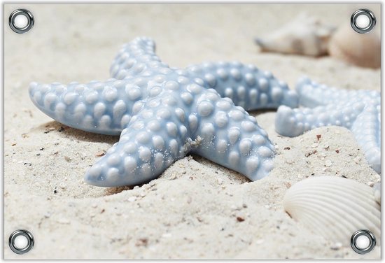 Tuinposter –Blauwe Zeesterren van Steen op het Strand– 60x40 Foto op Tuinposter (wanddecoratie voor buiten en binnen)