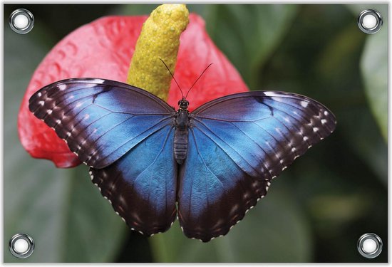 Tuinposter –Zwarte Vlinder op Bloem– 90x60 Foto op Tuinposter (wanddecoratie voor buiten en binnen)