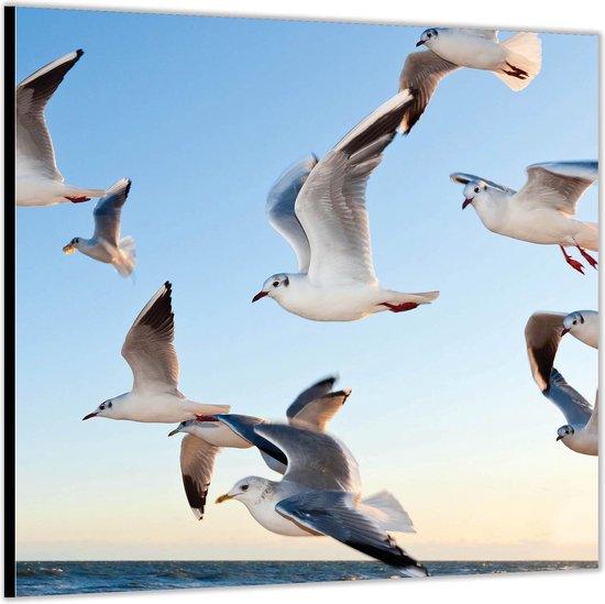 Dibond –Vliegende Meeuwen boven het Water– 50x50 Foto op Aluminium (Wanddecoratie van metaal)