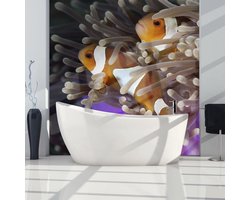 Fotobehang - Clownfish
