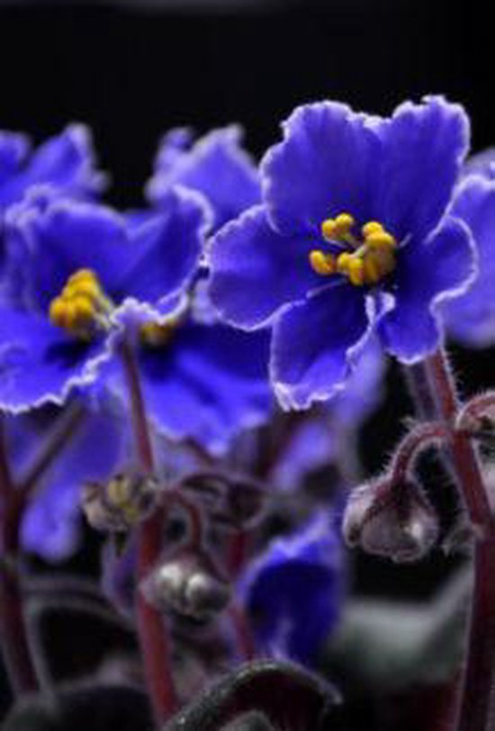 Violets Are Blue (ebook), Richard Nickols 1230003949894 Boeken