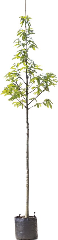 Tamme Kastanjeboom - Castanea sativa - 350 cm