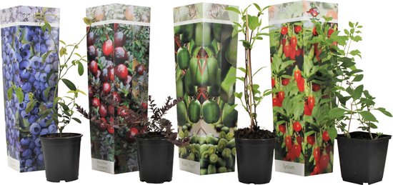 Plant in a Box - Mix van 4 Fruitplanten - Goji, blauwbes, veenbes (cranberry), kiwi - Super gezonde Smoothiemix - Pot 9cm - Hoogte 25-40cm