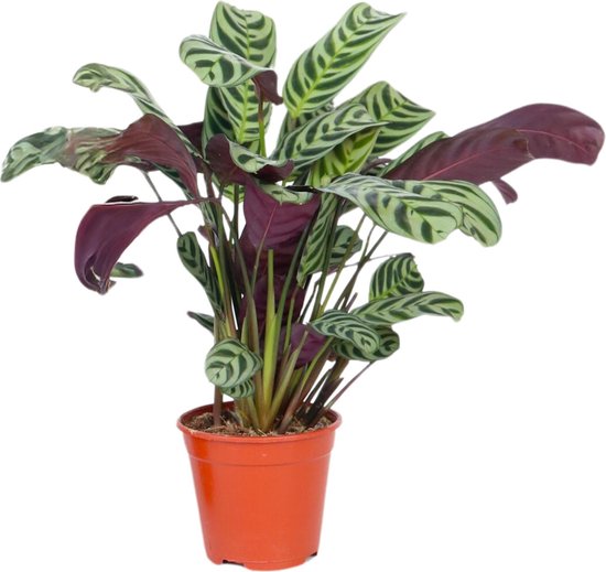 Ctenanthe – Burle Marxii – Gebedsplant – Hoogte 25-40cm