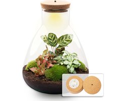 Terrarium - Sam LED Calathea - ↑ 30 cm - Ecosysteem plant - Kamerplanten - DIY planten terrarium - Mini ecosysteem