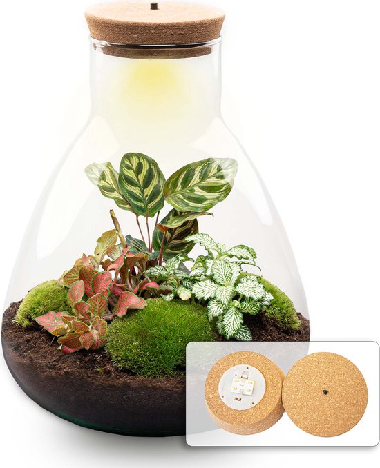 Terrarium - Sam LED Calathea - ↑ 30 cm - Ecosysteem plant - Kamerplanten - DIY planten terrarium - Mini ecosysteem