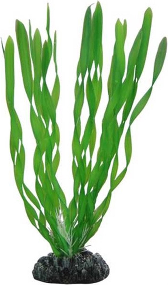 Hobby Plant Vallisneria 20CM