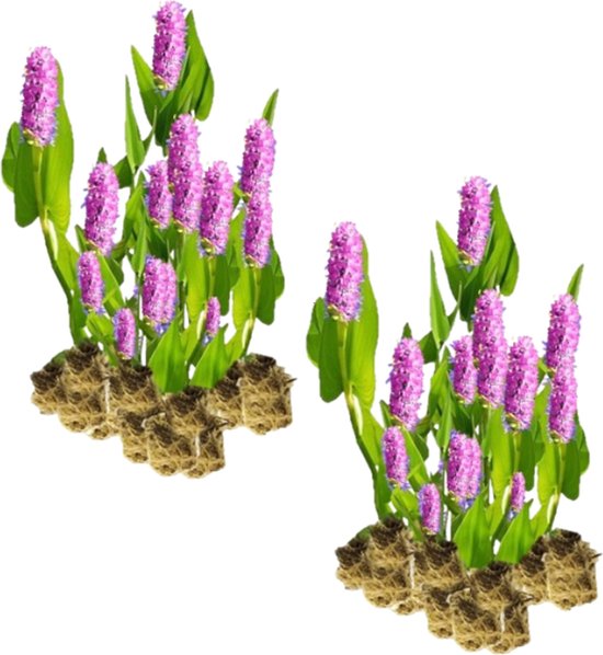 vdvelde.com - Snoekkruid Roze - 30 stuks - Losse Pluggen - Pontederia Cordata Pink Pons - 30 waterplanten voor 2 m² - Volgroeide hoogte: 80 cm - Plaatsing: -1 tot -20 cm